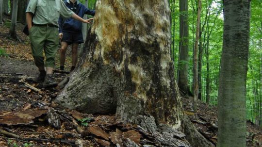 Pohyb v prírode posilňuje imunitu. Opatrenia sú však stále platné, pripomínajú odborníci