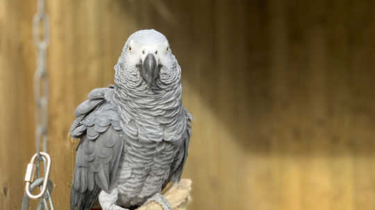 Londýnska zoo oddelila papagáje, ktoré sa pobádali k nadávaniu