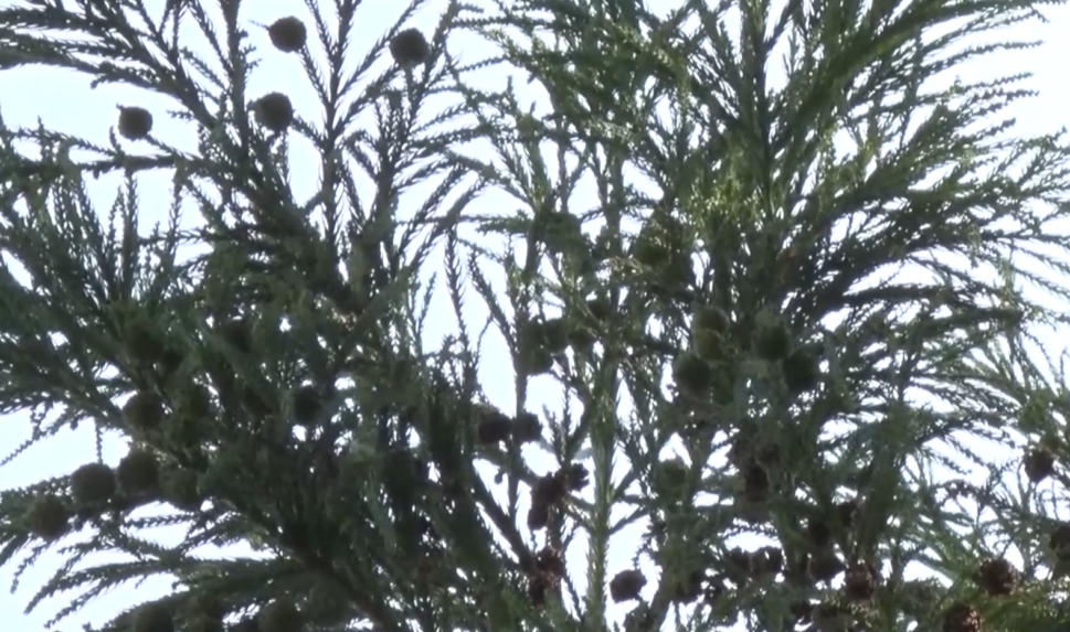 Botanická záhrada vznikla pred 200 rokmi