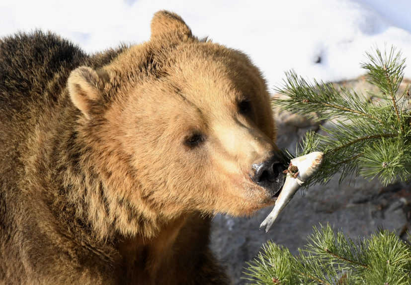 Ani jedného. Poľovníci nedostali povolenie na odstrel medveďa