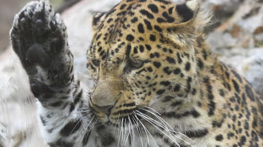 Vzácny prírastok po 30 rokoch. V košickej zoo je leopard čínsky