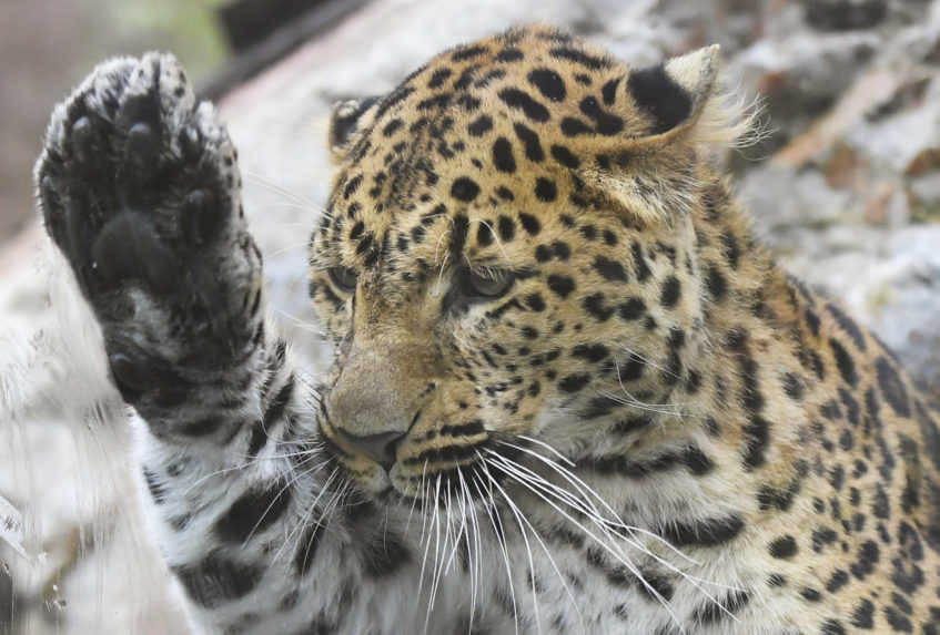 Vzácny prírastok po 30 rokoch. V košickej zoo je leopard čínsky