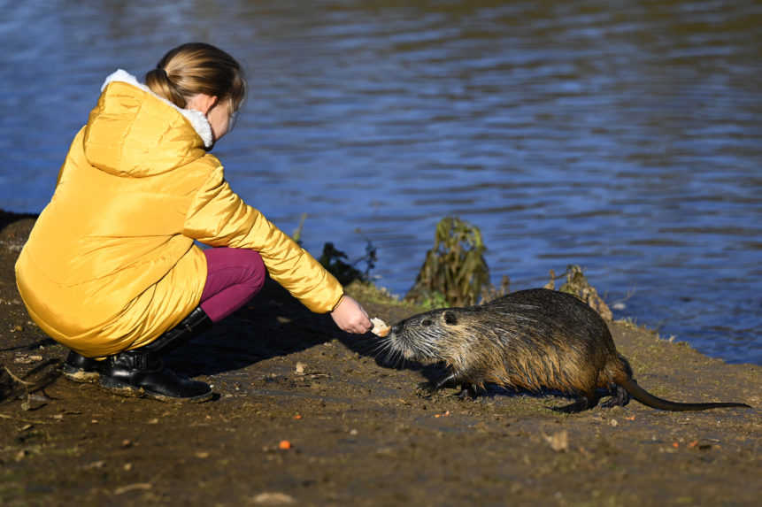 Nutrie sú pre turistov atrakcia, pre životné prostredie pohroma