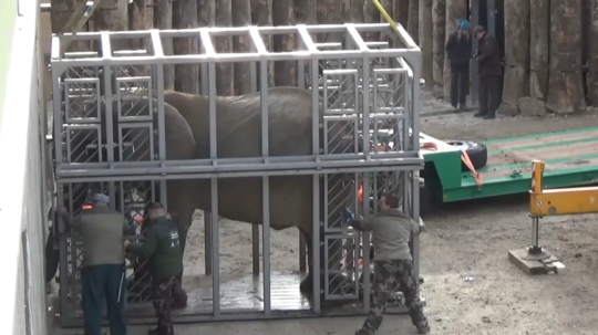 Slonice z bojnickej ZOO majú po 36 rokoch nový domov