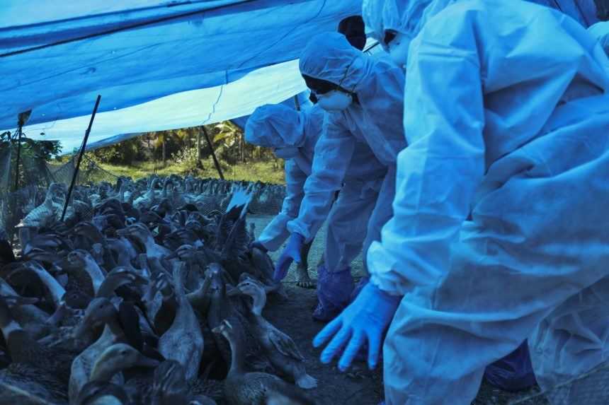 Vtáčia chrípka sa šíri naprieč Slovenskom, agrorezort potvrdil ďalšie prípady nákazy