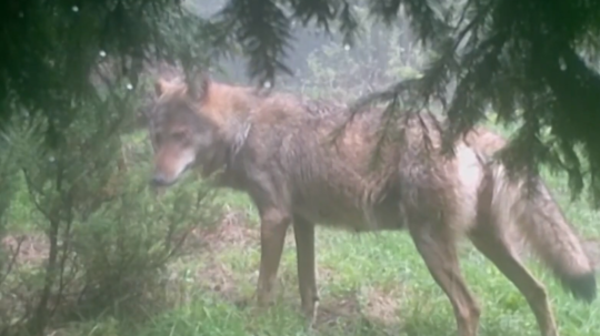 Po dlhých rokoch sa na Slovensku definitívne skončí lov vlka dravého