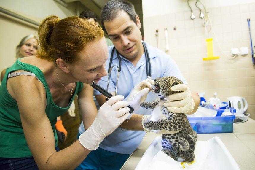 Budúci veterinári sa od pondelka môžu vrátiť k prezenčnej výučbe