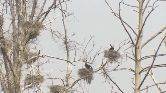 Na Slovensku sa nesmie loviť kormorán veľký, rybárom spôsobuje obrovské škody