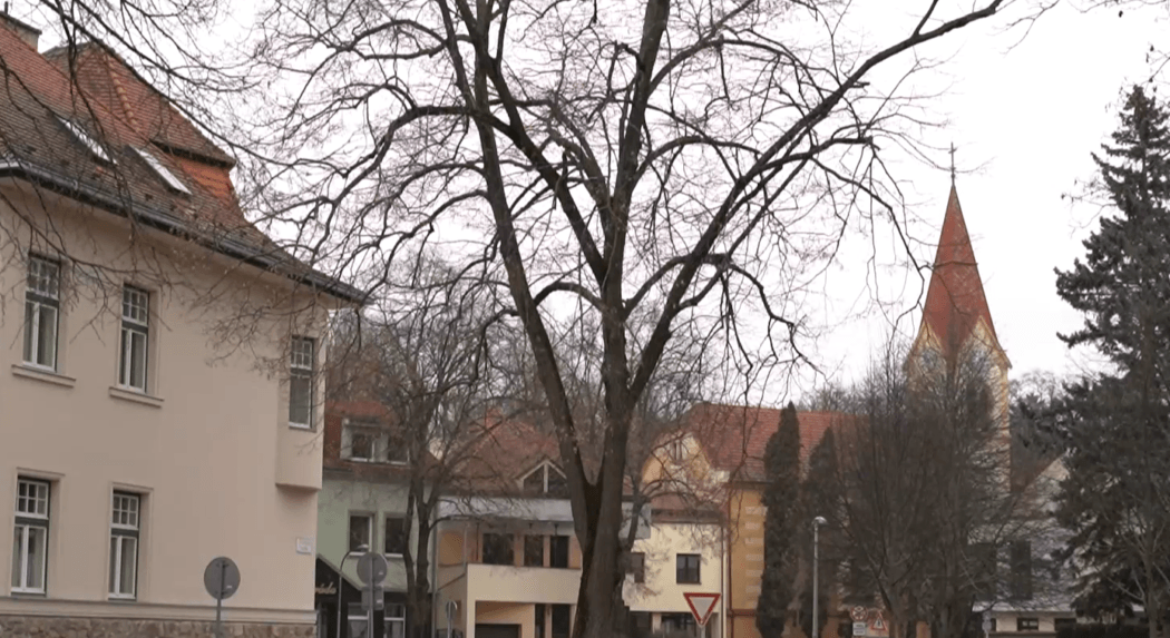 V Piešťanoch chcú vyrúbať aleju osemdesiatročných líp, ľudia sú proti