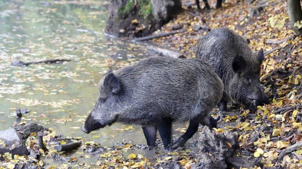 Európsky úrad pre bezpečnosť potravín bojuje proti africkému moru na Slovensku