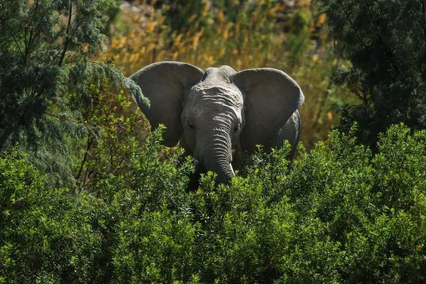 Slony, zebry i leopardy. Botswana štartuje loveckú sezónu