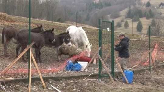 Oravskú záchrannú stanicu pre zvieratá rozšíria. Aj s pomocou svetového fondu