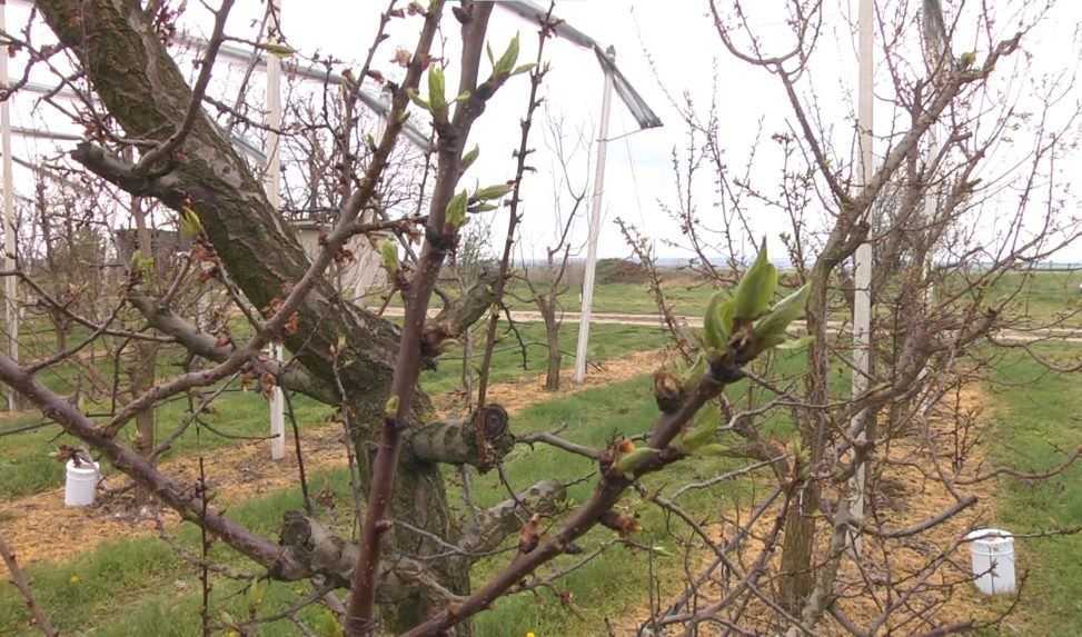 Marhúľ aj čerešní bude málo. Ovocinári rátajú škody po mrazivých nociach