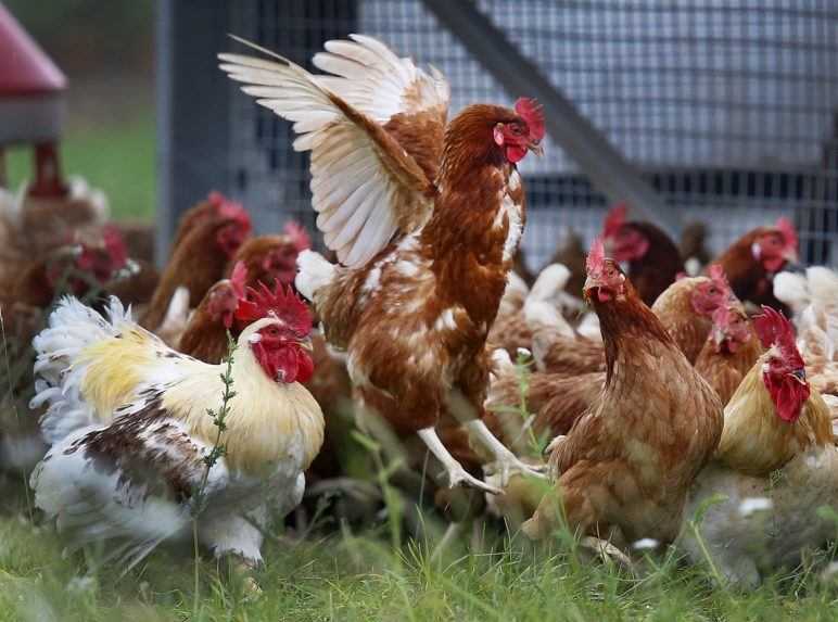 Vtáčia chrípka sa potvrdila medzi hydinou v Malinove