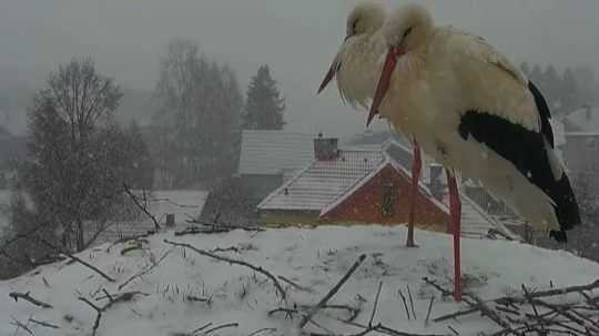 Bociany na severe Slovenska trápia zasnežené hniezda