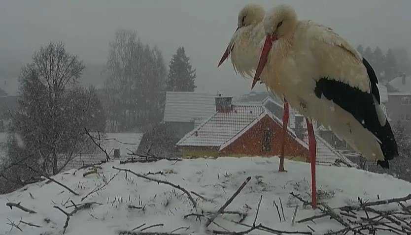 Bociany na severe Slovenska trápia zasnežené hniezda