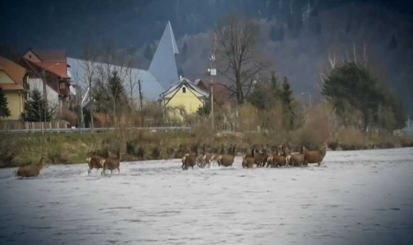 Nezvyčajný úkaz v Pieninách, jelene migrovali cez rieku