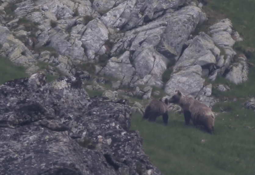 V prírode si treba dávať väčší pozor, začala sa medvedia ruja