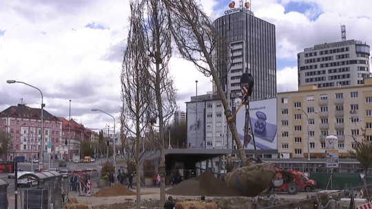 Jeden z najväčších prestupných uzlov v Bratislave spríjemňujú platany