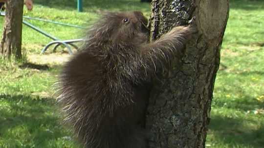 V košickej ZOO sa narodilo mláďa urzona stromového