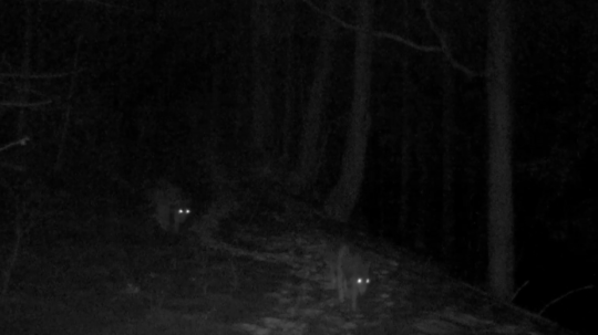 V dedine usmrtili jeleňa a laň. Obyvateľov Vyšného Slavkova trápia svorky vlkov