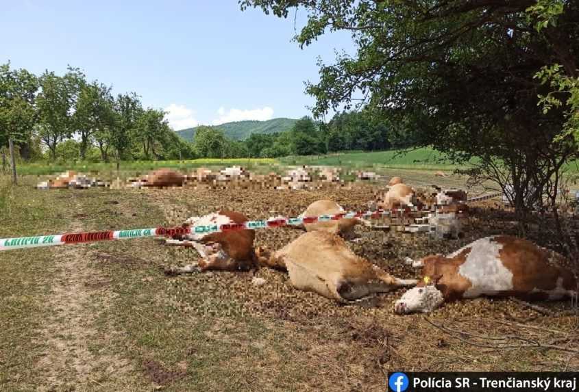 Kravám priviezli kontaminovanú vodu. Desiatky uhynuli