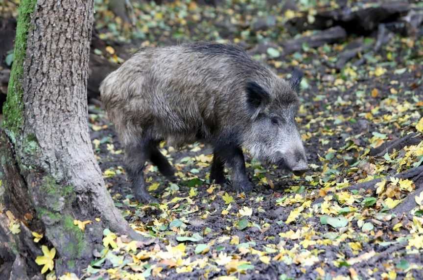 Divá zver ničí úrodu na poliach, pestovateľom by mohli pomôcť poľovníci