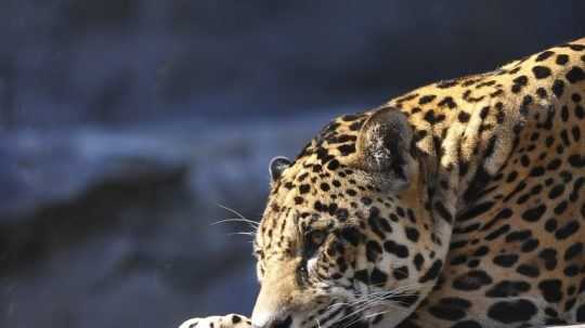 Leopard cejlónsky v bratislavskej zoologickej záhrade.