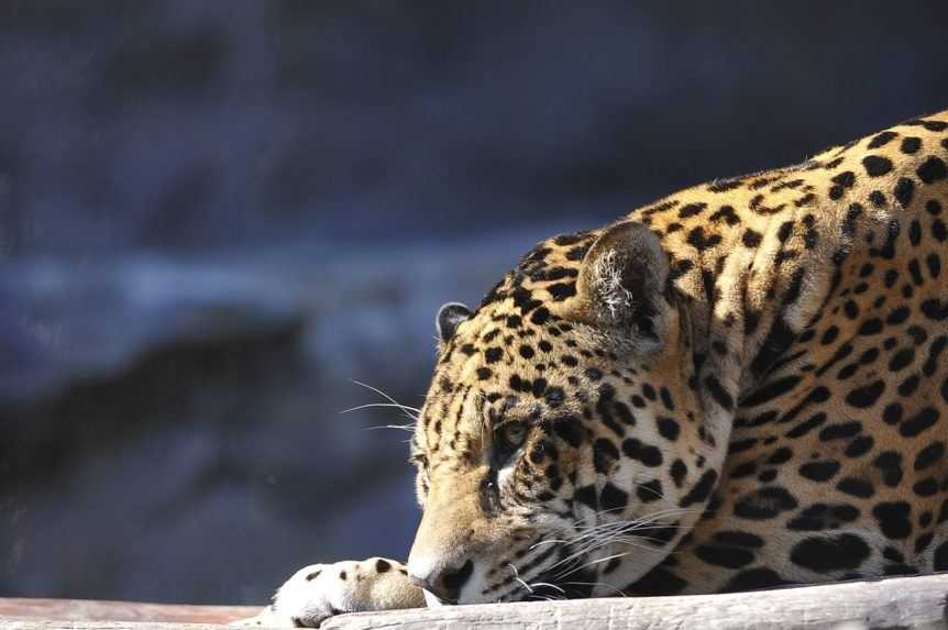 Veľká strata pre bratislavskú zoo. Leoparda sa nepodarilo zachrániť