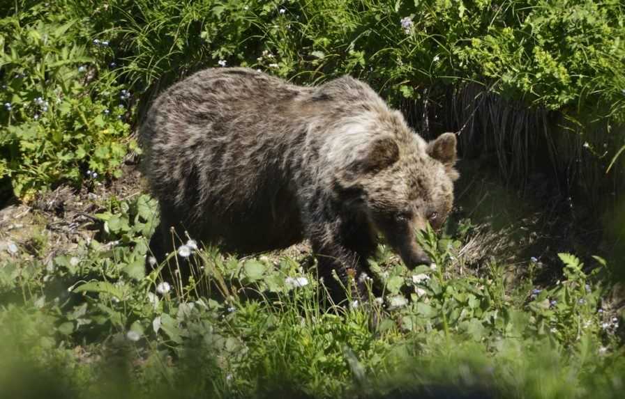 Smrť muža na Liptove nastala po útoku medveďa, potvrdila pitva