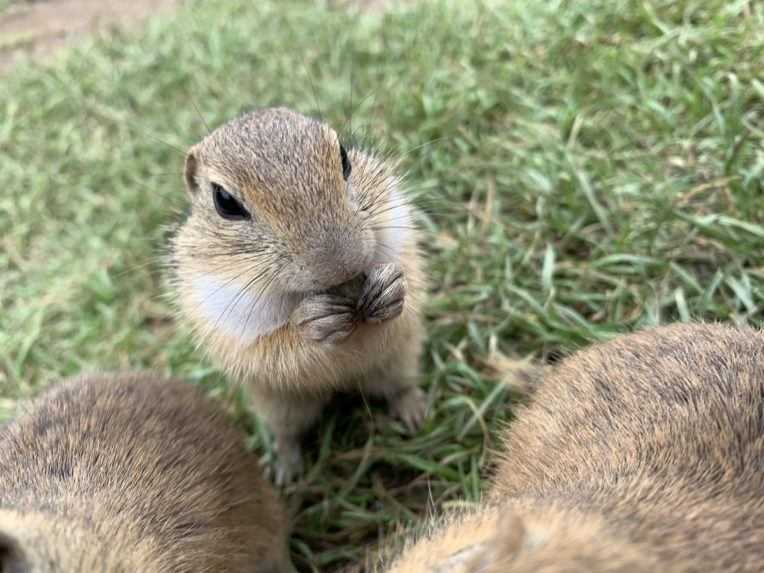 Lúka plná sysľov pri obci Muráň.
