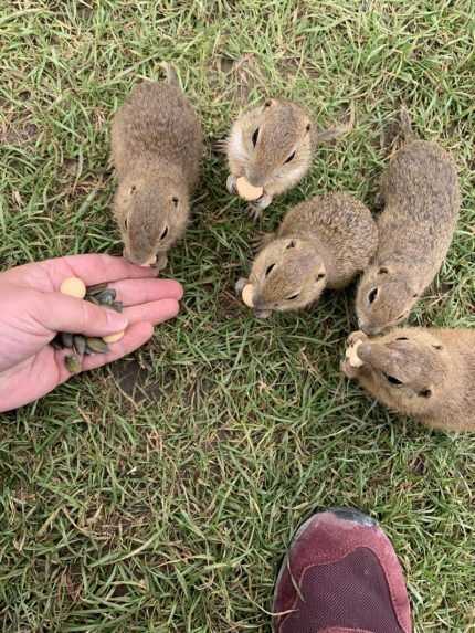 Lúka plná sysľov pri obci Muráň.