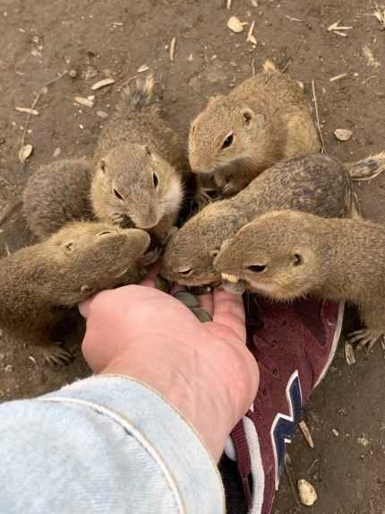 Lúka plná sysľov pri obci Muráň.