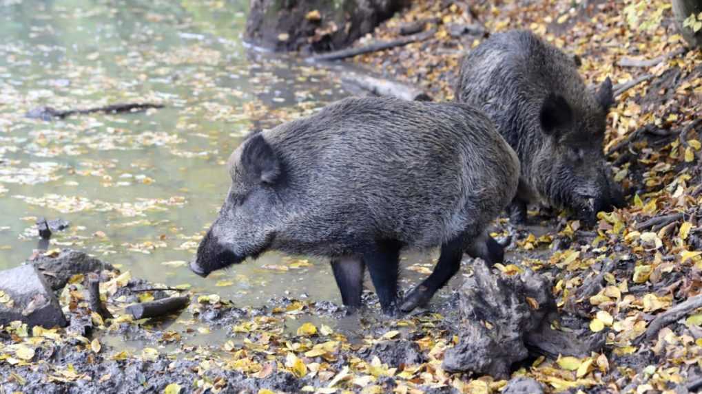 Pre africký mor ošípaných chcú odstreliť 100 000 diviakov, mäso sa má objaviť v obchodoch