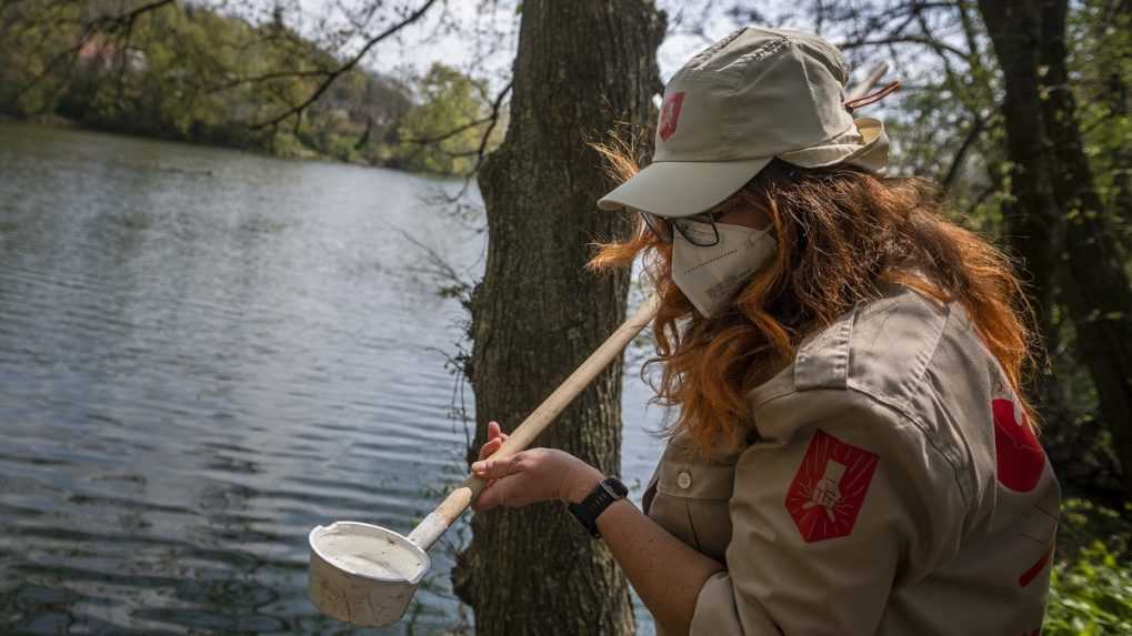 V Bratislave zachytili nový druh komára, vie prenášať vírusy dengue aj Zika