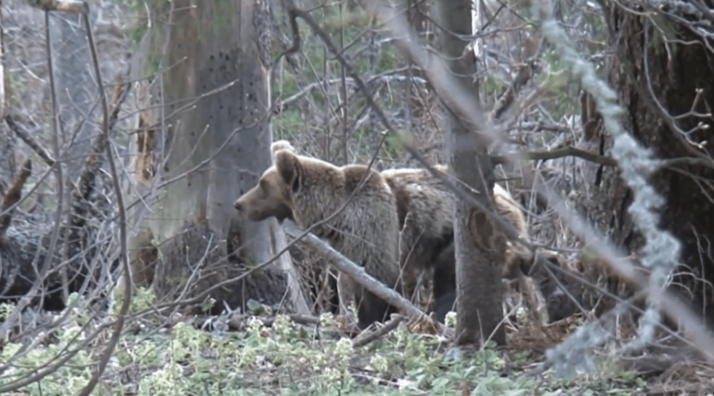 Aj tento medveď si pomýlil človeka s mrkvou? Kollár skritizoval šéfa envirorezortu