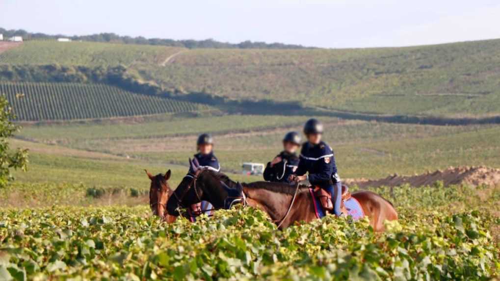 Pri zásahoch na farmách a vo viniciach v EÚ objavila polícia 269 obetí obchodu s ľuďmi