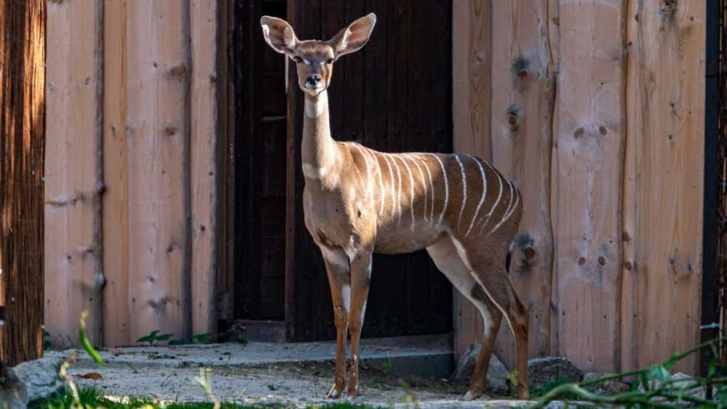 Kudu malý - samica.