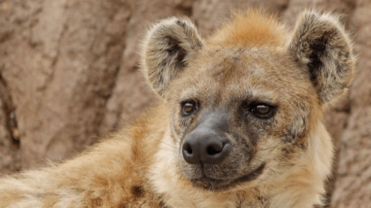 Hyena