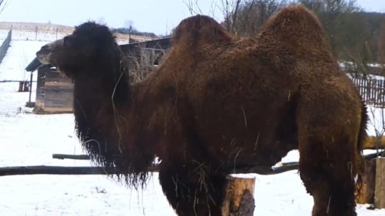 Ťava v košickej ZOO.