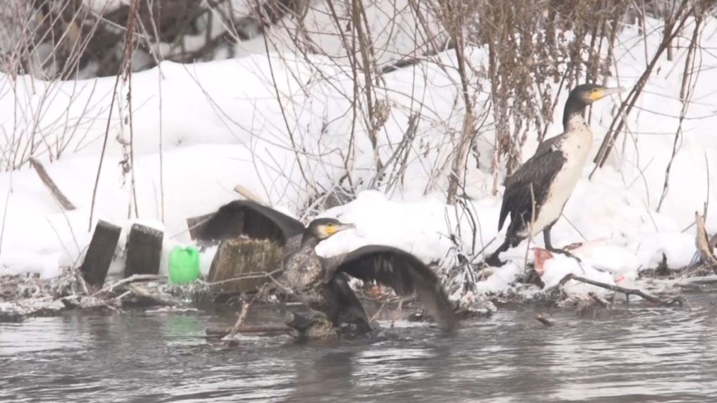 Dnes je na Slovensku 5 až 10 000 kusov kormoránov.