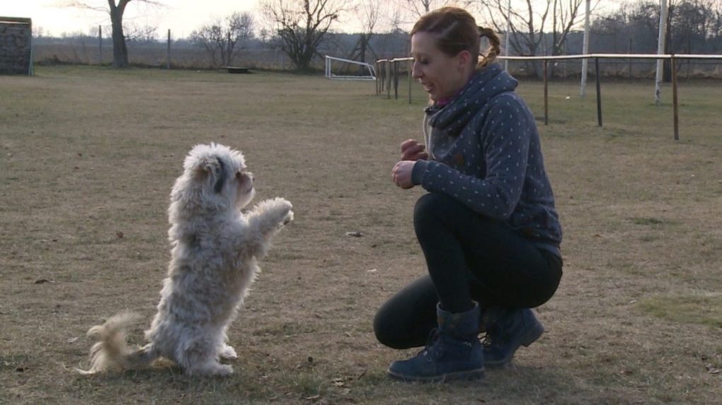 Trénerka cvičí s psom Ňuňu.
