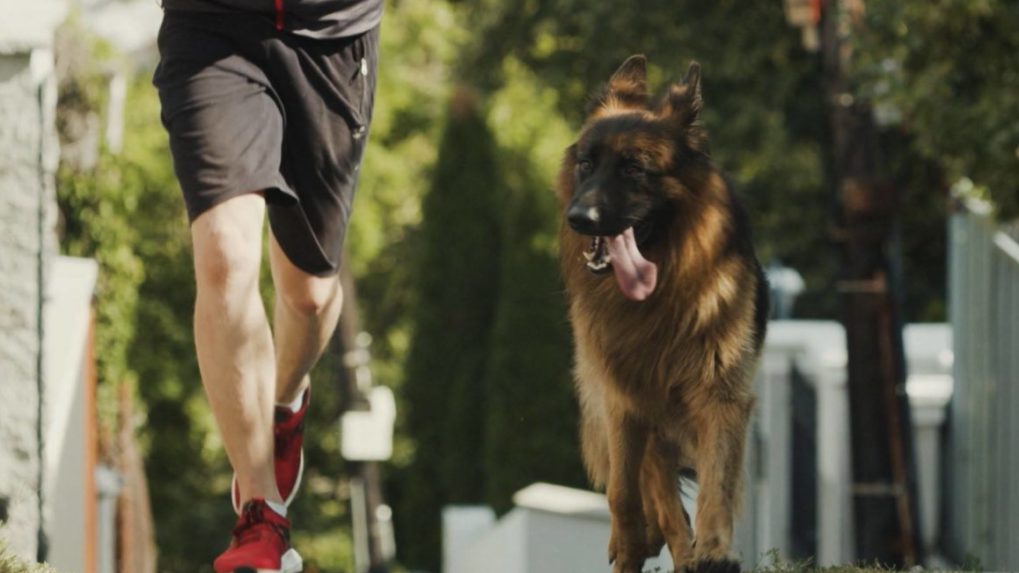 Pes Robin v novom seriáli.