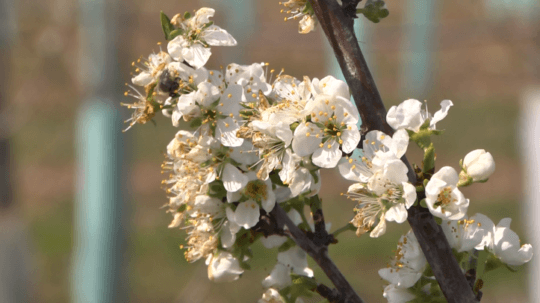 Kvet ovocného stromu.