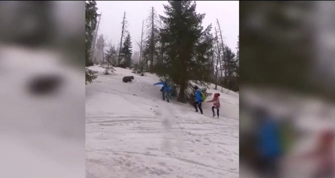 Medvedicu, ktorá stratila plachosť, usmrtili. Ochranári ukazujú prstom na nezodpovedných turistov