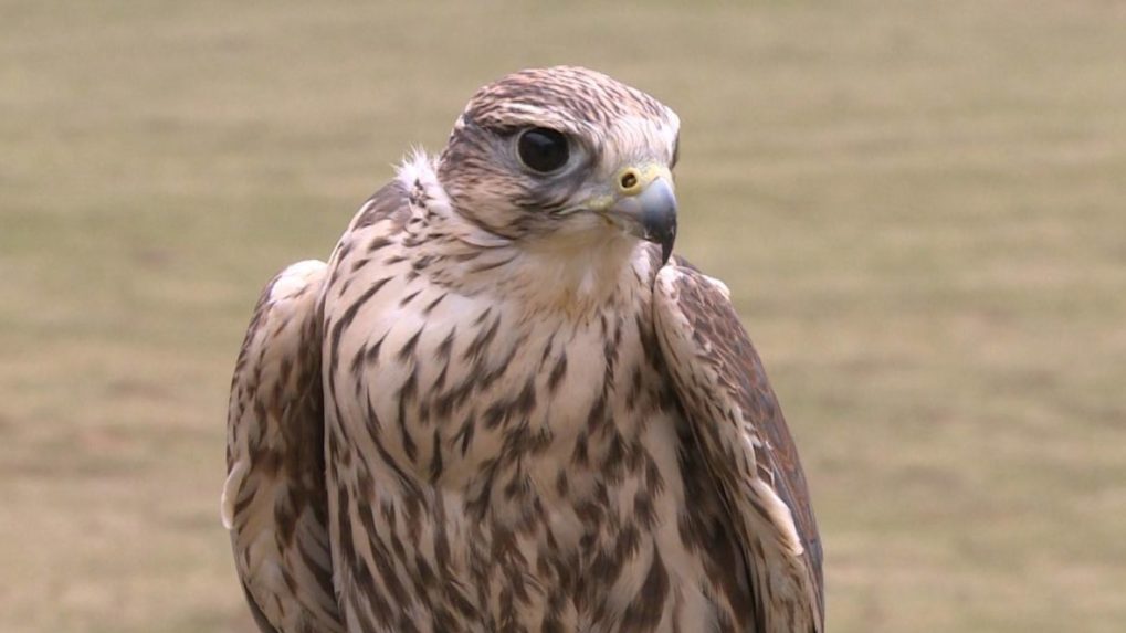 Na snímke sokol rároh.