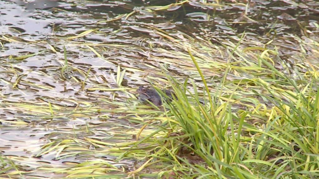 Obojživelníky sú najustupujúcejšou skupinou živočíchov na Slovensku.