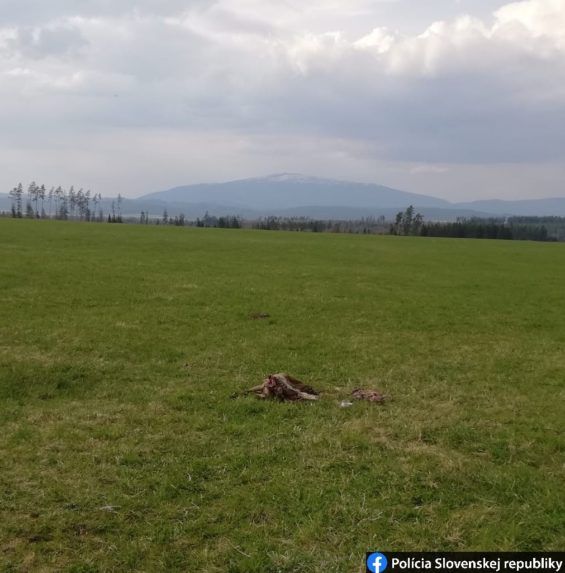 Masaker na Orave. Banda štvorkolkárov štvala a zabíjala lesnú zver