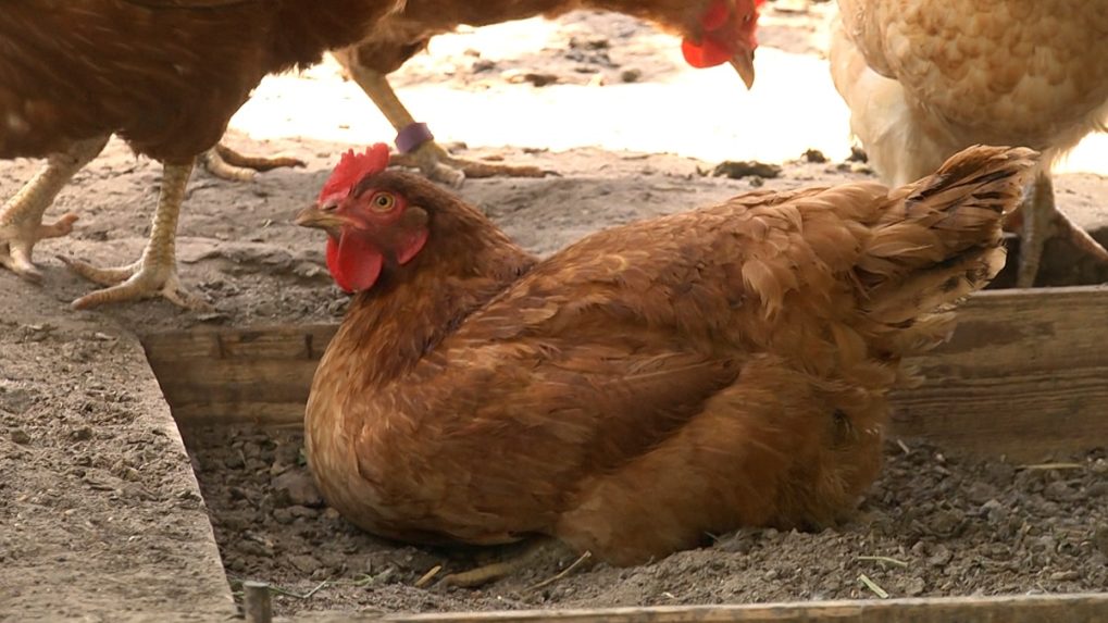 Vtáčiu chrípku potvrdili v ďalších dvoch chovoch na západnom Slovensku