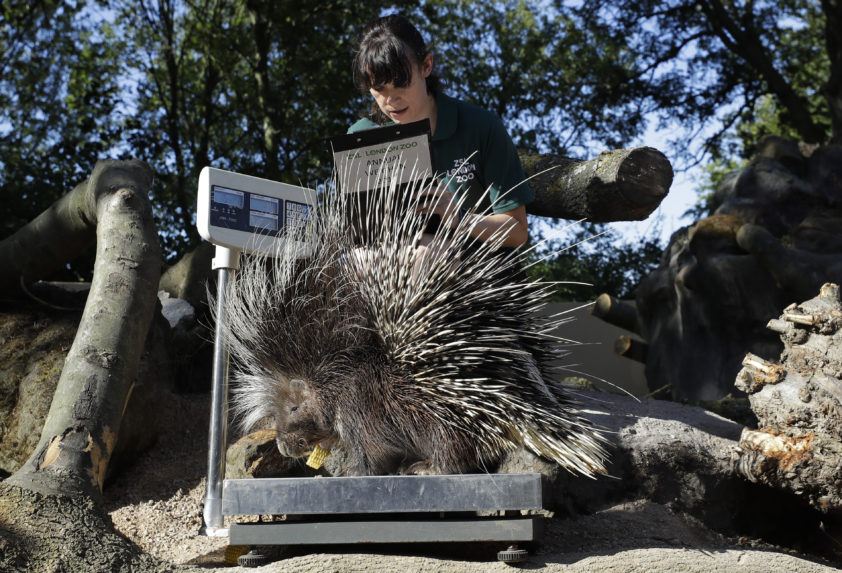 Šesť dikobrazov ušlo z rakúskej ZOO, dosiaľ chytili jedného